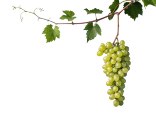 Bunch of grapes isolated. Green organic natural grapes. Copy space. png