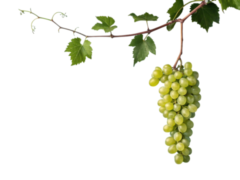 Bunch of grapes isolated. Green organic natural grapes. Copy space. png