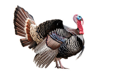 Wild turkey full body,  transparent background.