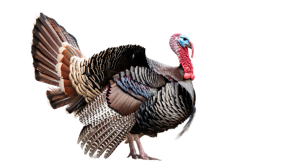 Wild turkey full body,  transparent background.