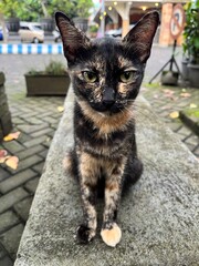 cute cat relaxing in front of the yard