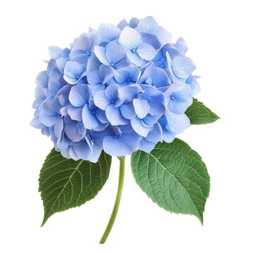Blue hydrangea blooms with green leaves in a bright setting isolated on white