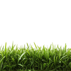 Fresh green grass against a bright white background