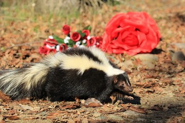 Naklejka premium Skunk by Giant Rose: A skunk prowls near a giant red rose on the forest floor, a unique juxtaposition of wildlife and oversized floral elements. 