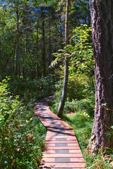 Shark Reef Sanctuary boardwalk hiking trail views Lopez Island, San Juan Islands summer 2024,  Washington, United States.