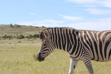 Obraz premium Viaggio in Sud Africa