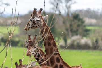 Reticulated giraffes (giraffa camelopardalis)