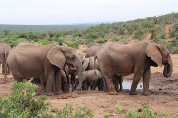 Fototapeta premium Viaggio in Sud Africa