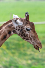 Head shot of a reticulated giraffe (giraffa camelopardalis)