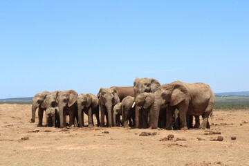 Fototapeta premium Viaggio in Sud Africa