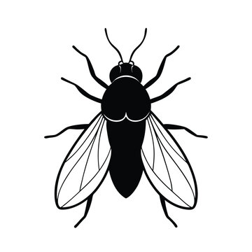 botfly line art vector illustration on white back 