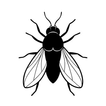 botfly line art illustration on white back