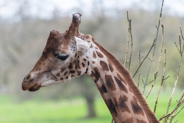 Head shot of a reticulated giraffe (giraffa camelopardalis)
