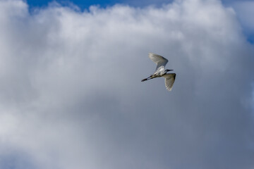 Little Egret (Egretta garzetta) - Commonly found in wetlands, coastal areas, and estuaries