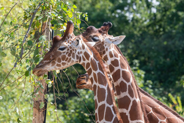 Reticulated giraffes (giraffa camelopardalis) eating leaves from a branch © tom