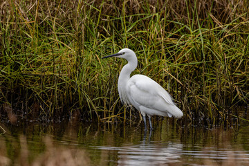 Little Egret (Egretta garzetta) - Commonly found in wetlands, coastal areas, and estuaries