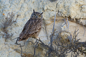 Great Horned Owl, Bubo virginianus nacurutu, Peninsula Valdes, Patagonia, Argentina.