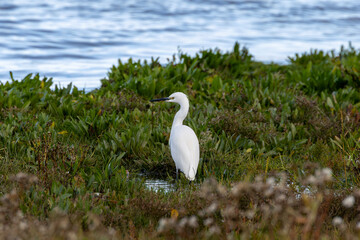 Little Egret (Egretta garzetta) - Commonly found in wetlands, coastal areas, and estuaries