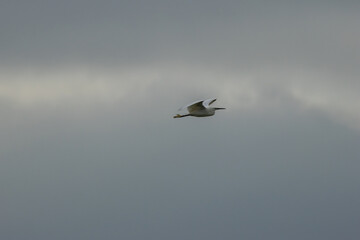 Little Egret (Egretta garzetta) - Commonly found in wetlands, coastal areas, and estuaries