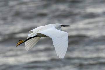 Little Egret (Egretta garzetta) - Commonly found in wetlands, coastal areas, and estuaries