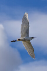 Little Egret (Egretta garzetta) - Commonly found in wetlands, coastal areas, and estuaries