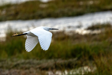 Little Egret (Egretta garzetta) - Commonly found in wetlands, coastal areas, and estuaries