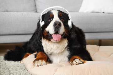 Cute Bernese mountain dog in headphones lying at home