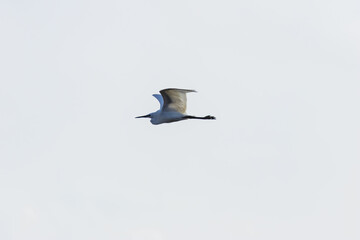 Little Egret (Egretta garzetta) - Commonly found in wetlands, coastal areas, and estuaries