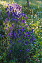 Fototapeta premium Beautiful blooming lavender plants in a vibrant green garden setting