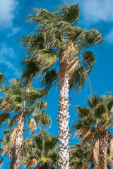 Obraz premium Palm trees against a blue sky, vacation vibe, respite from the city, vacation 