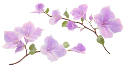 Blooming Bougainvillea on Clear Background Generative AI