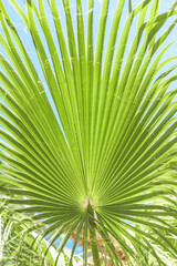 Fototapeta premium Intense green palm leaf against blue sky, relakas on the beach