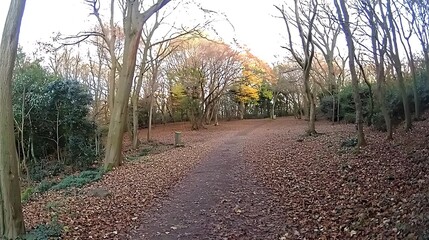Naklejka premium Autumn woodland path, leaf-covered trail, trees, sunlight, nature walk
