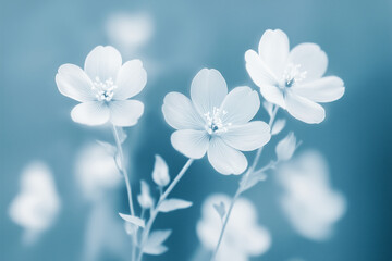 Blurred print in cyanotype style, close-up of white wild flowers on blue background