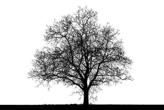 Silhouette of a bare tree standing against a transparent background