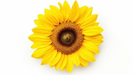 Fototapeta premium Bright sunflower blooms with vibrant yellow petals, perfect for adding a touch of warmth and cheer to any design.