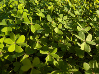 Close-up of vibrant green clovers illuminated by natural sunlight in garden, lush and fresh atmosphere. Wild clover plant leaves texture background for nature, gardening or botanical themes.