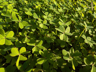 Close-up of vibrant green clovers illuminated by natural sunlight in garden, lush and fresh atmosphere. Wild clover plant leaves texture background for nature, gardening or botanical themes.