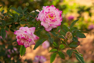 Close-Up of Pink and White Roses in Bloom