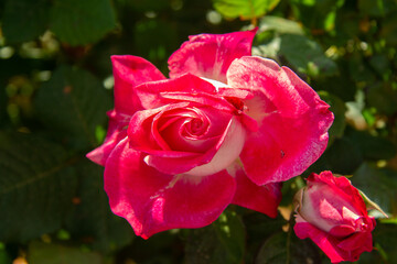 Close-Up of Vibrant Pink and White Rose in Full Bloom