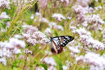 イブキトラノオに止まるアサギマダラ