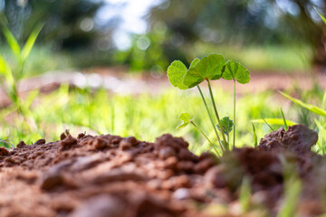 Young Plant Sprouting from Moist Soil