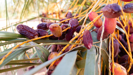 Date Palm Tree with Ripening Dates