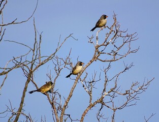 Batuqueiro no Cerrado brasileiro