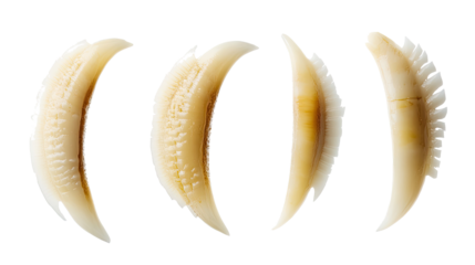 Curved Objects Collection on Clear Background Generative AI