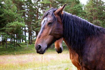 portrait of a horse