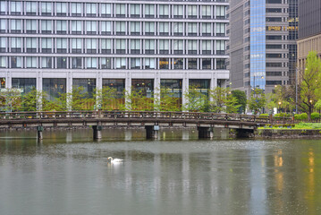 1,백조,수영,연못,나무,다리,고층빌딩,마루노우치,Marunouchi,지요다,도쿄,일본 © JinChang