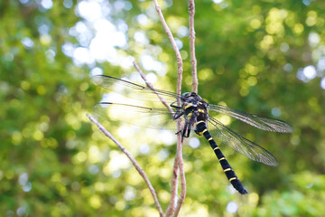 小枝に止まるオニヤンマ