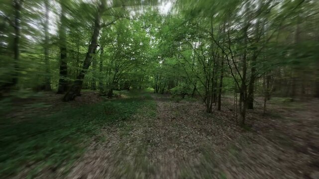 Fast flight chasing something in the empty forest.