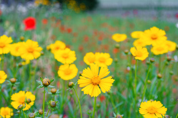 Fototapeta premium Coreopsis lanceolata, Lanceleaf Tickseed or Maiden eye on meadow, field blooming in summer. Nature, plant, floral background. Garden, lawn of yellow flowers lance leaved Coreopsis in bloom
